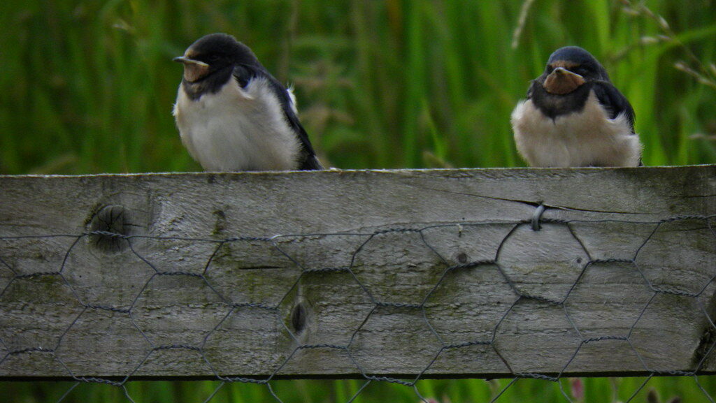 Fledgling swallows perched on a wooden railing