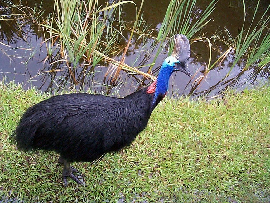 A southern cassowary with a blue neck and red wattle stands on green grass near water.
