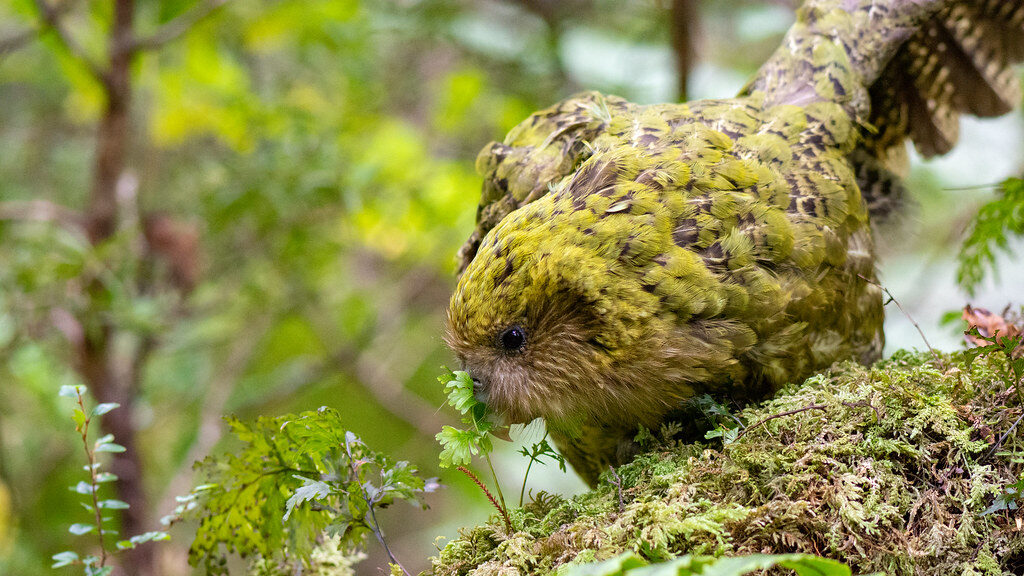 Kakapo resting on leafy forest floor blending with vegetation