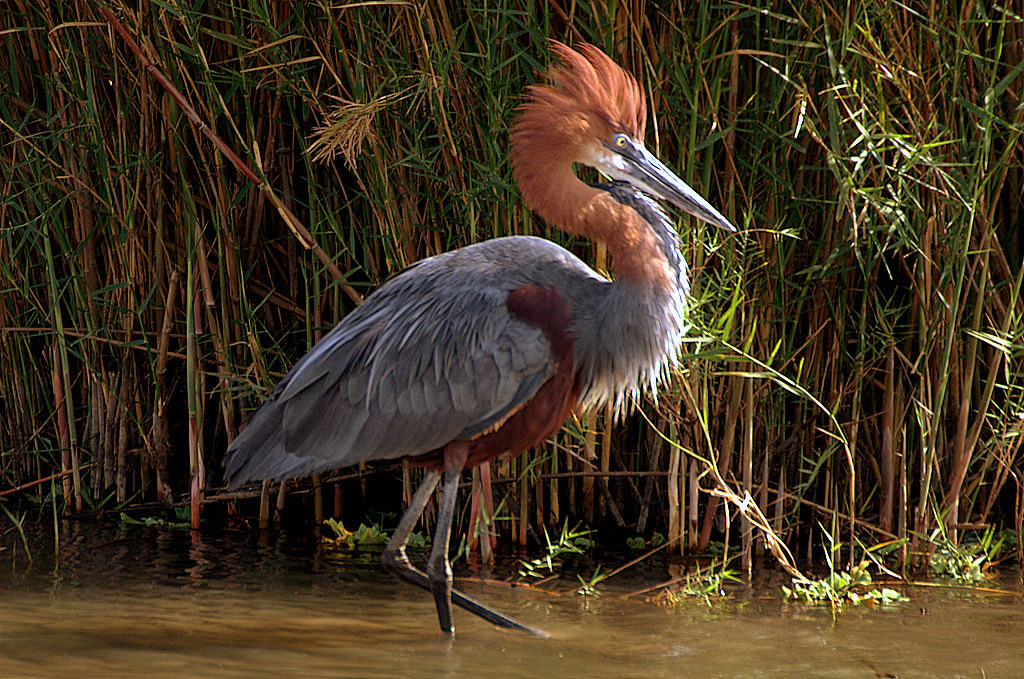 Goliath Heron with a reddish head stands in the water.