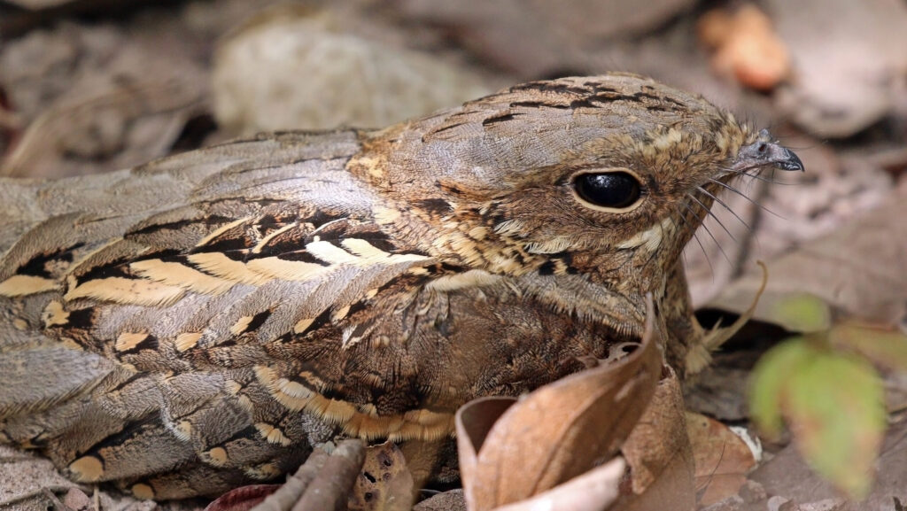 Camouflaged nightjar on leaf-covered ground blending into surroundings on sunny day