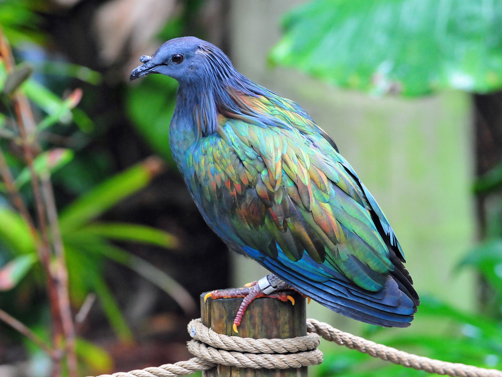 A Nicobar pigeon stands on a wooden post, displaying its vibrant, iridescent plumage.