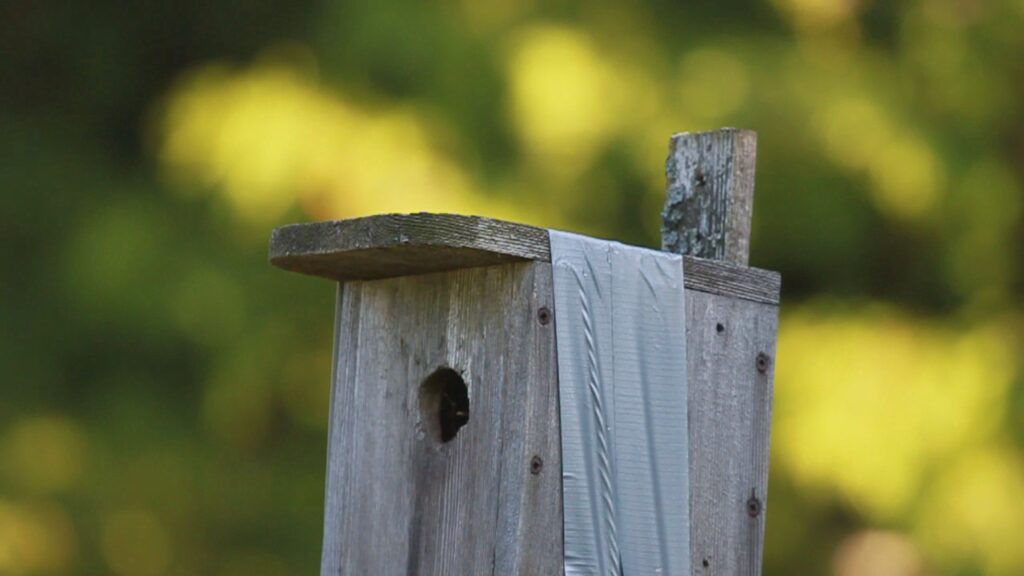 Wren nesting box taped on the side