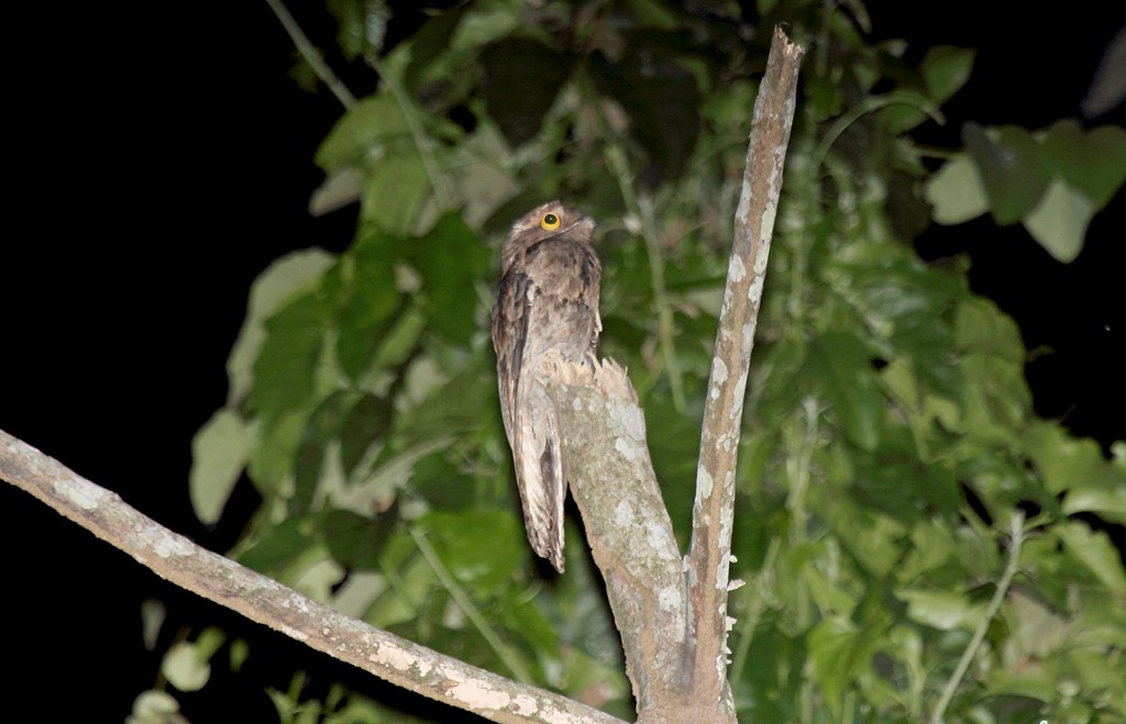 A Common Potoo perched on a tree branch.