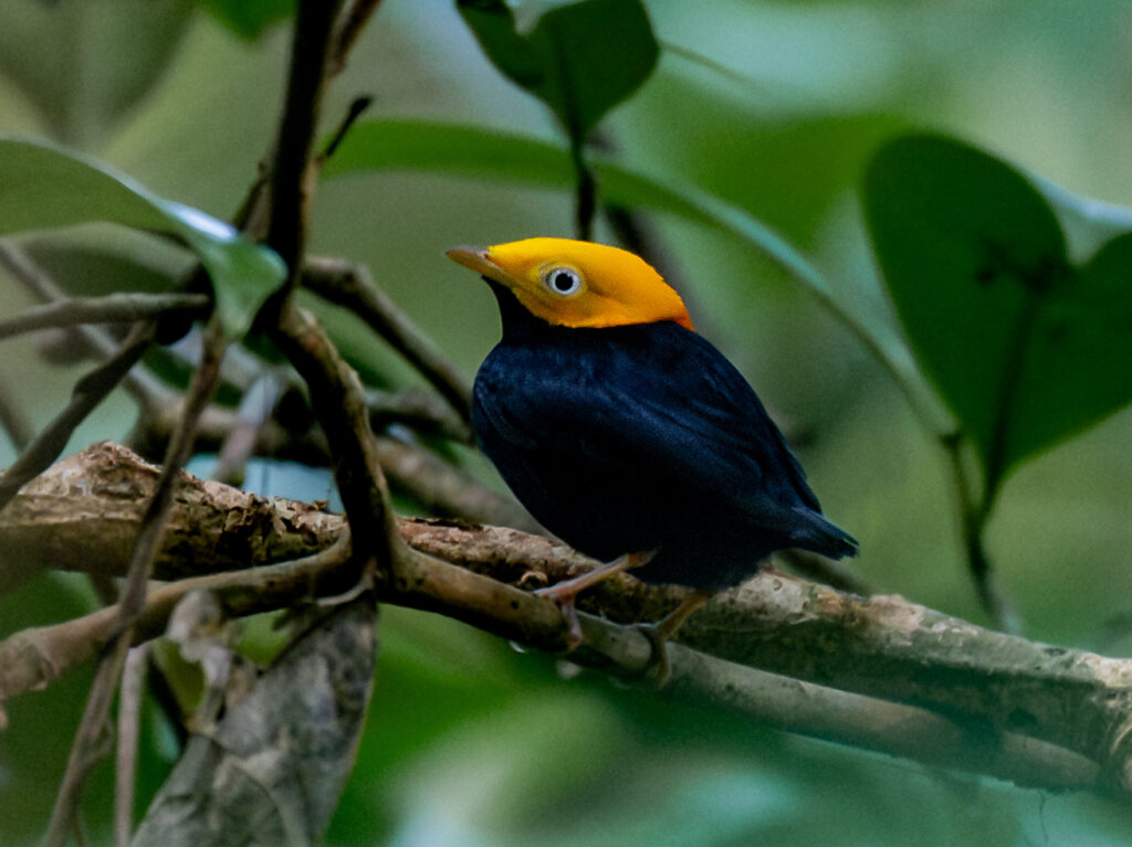 A Golden-headed Manakin perches on a branch.
