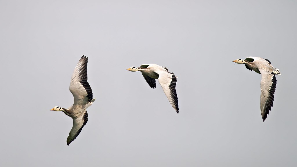 Bar-headed geese flying in a line against a light sky.