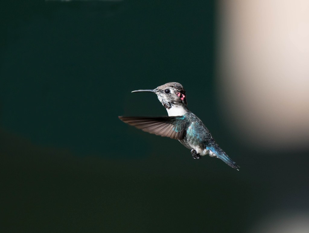 Bee Hummingbird hovers, showing iridescent pink head feathers.