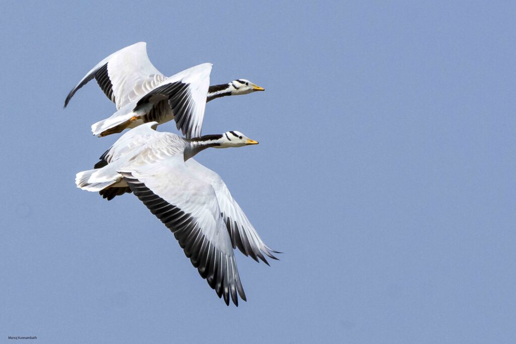 Two bar-headed geese fly against a clear blue sky.