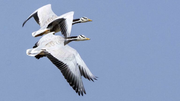 Two bar-headed geese fly against a clear blue sky.