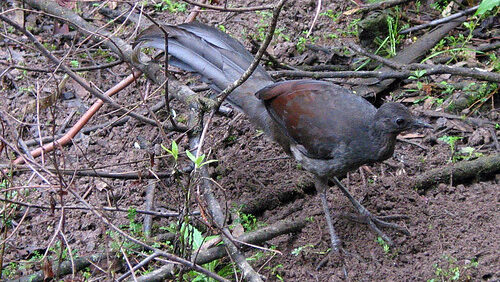 lyrebird moving through forest ground with fallen branches