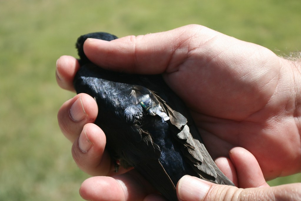 Hands hold a Purple martin with a small tracking device on its back.