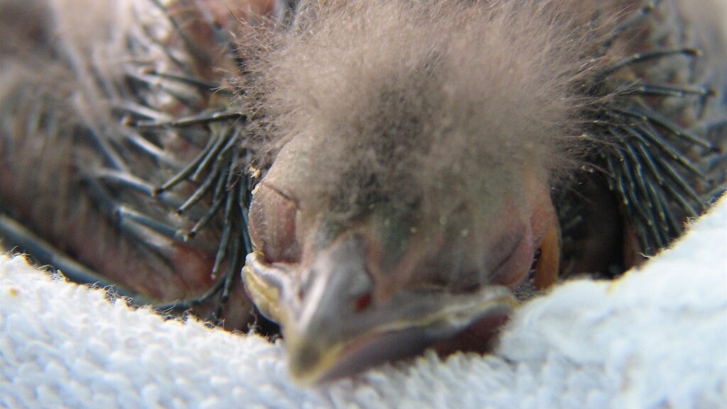 Baby grackle resting comfortably on a soft towel