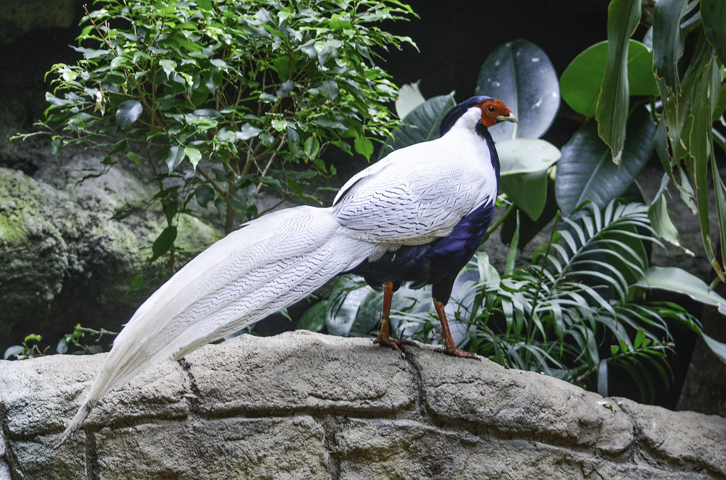 A silver pheasant with a long tail stands on a rock surrounded by foliage.
