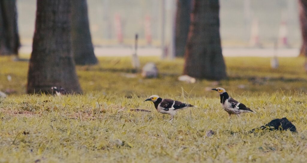 Two Black-collared starlings stand on green grass.