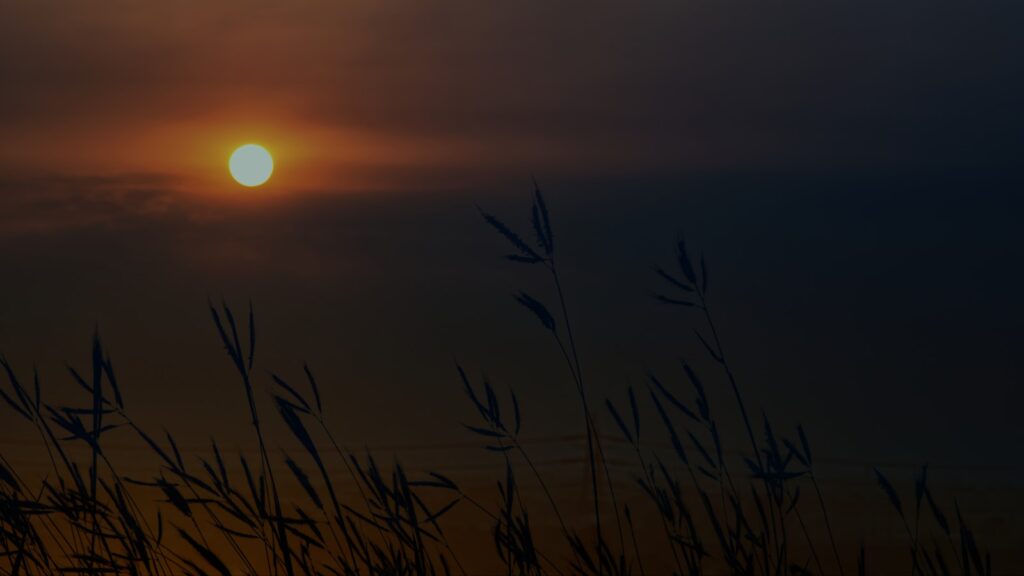 Dusk scene with the sun setting behind a field of tall grass