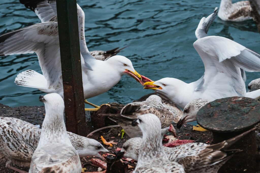 Several seagulls with white and grey plumage gather near the water.