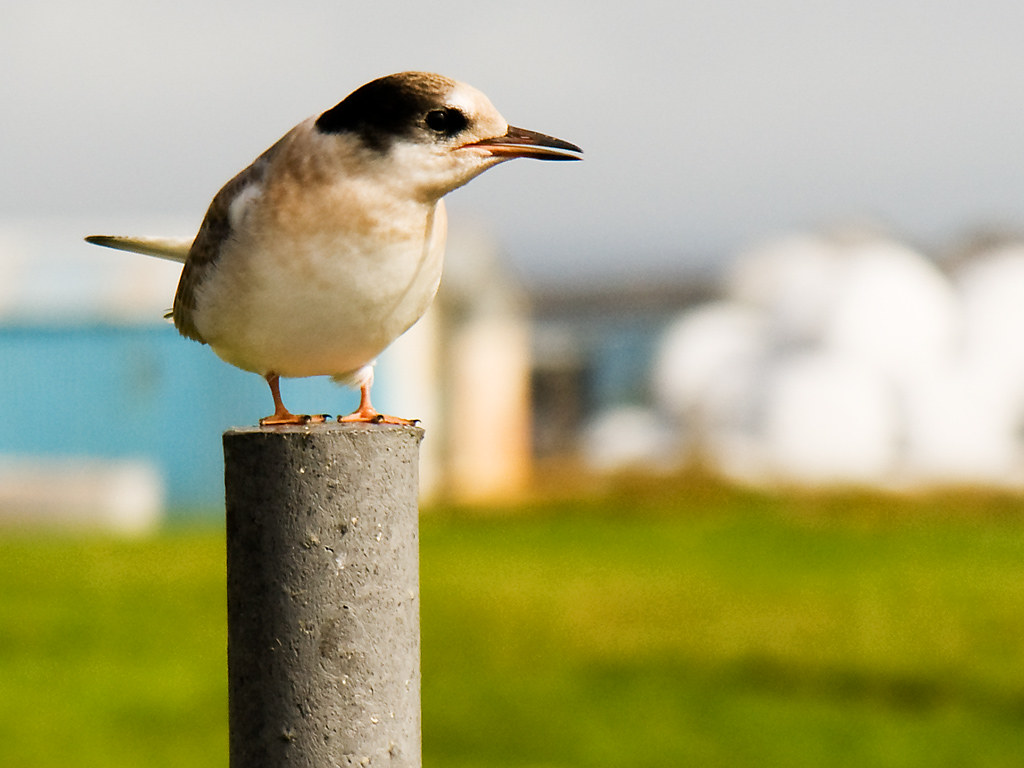 A tern stands tall, a small bird with a big presence on its concrete perch.