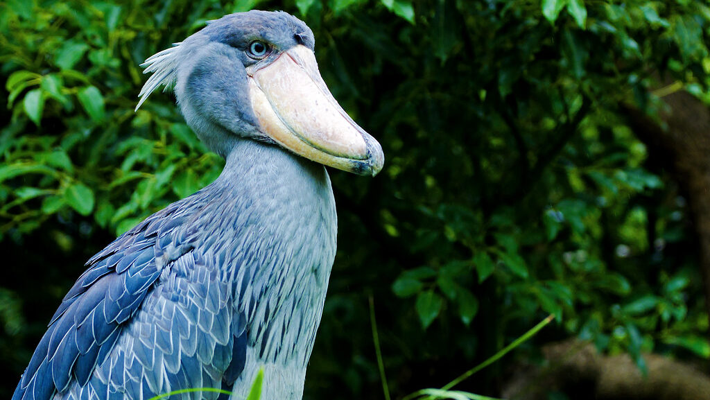 A shoebill stork stands tall, its large bill and grey plumage prominent against a green backdrop.