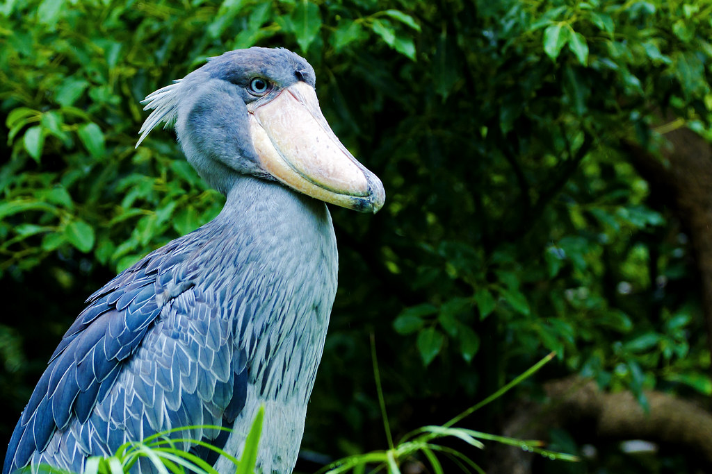 A shoebill stork stands tall, its large bill and grey plumage prominent against a green backdrop.