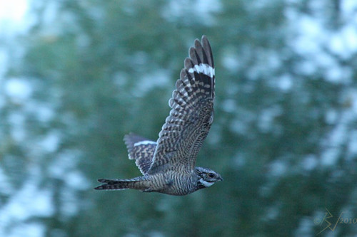 Nightjar in mid-flight through a dense forest