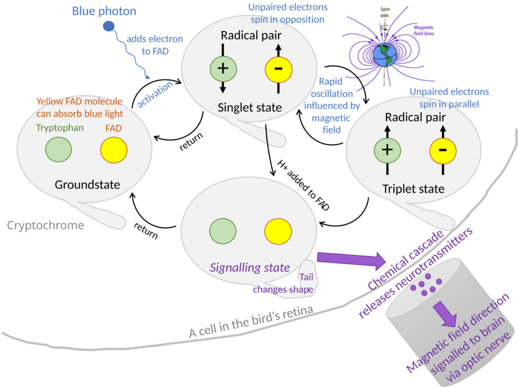 Proposed Mechanism for Quantum Magnetoreception in Birds.