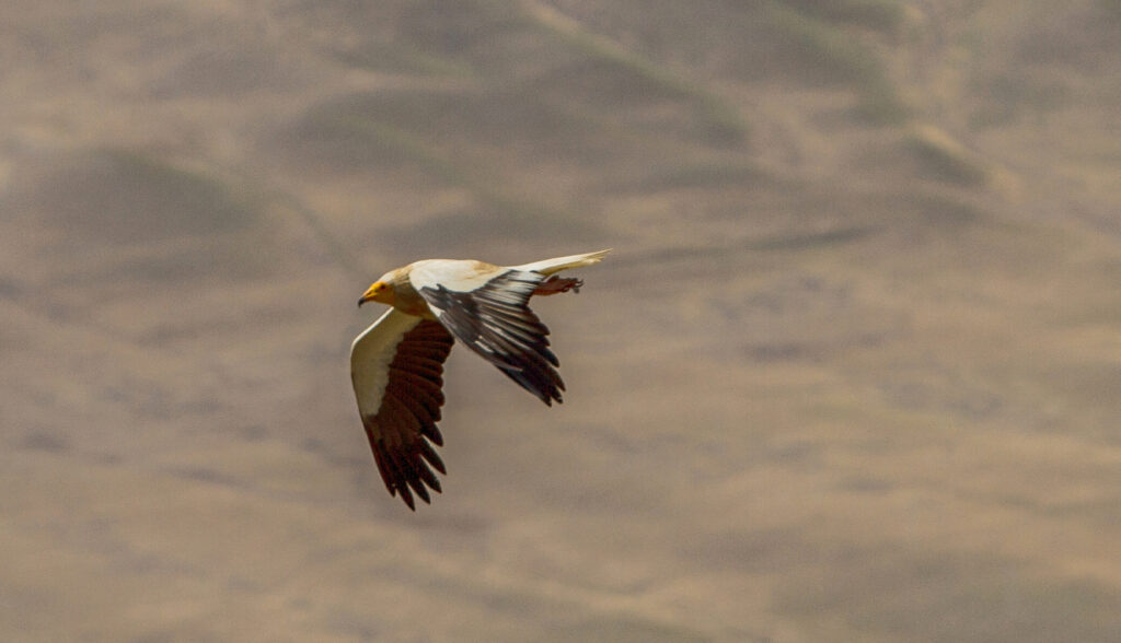 An Egyptian vulture with white and brown feathers flies across a desert landscape.
