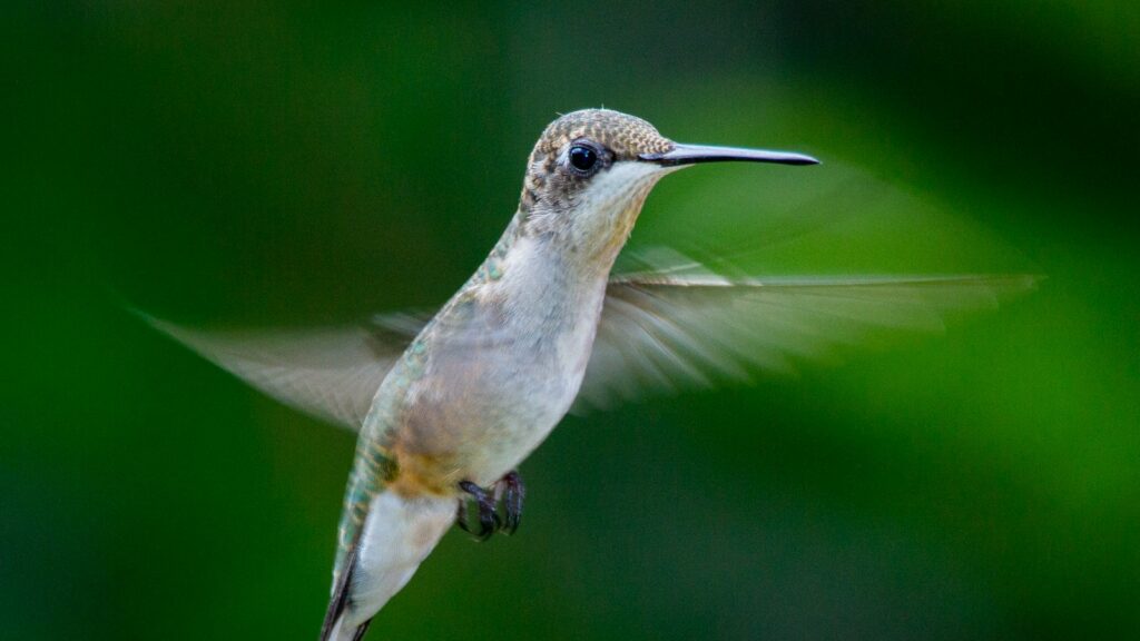 Hummingbird wings flapping rapidly, creating a blurred effect