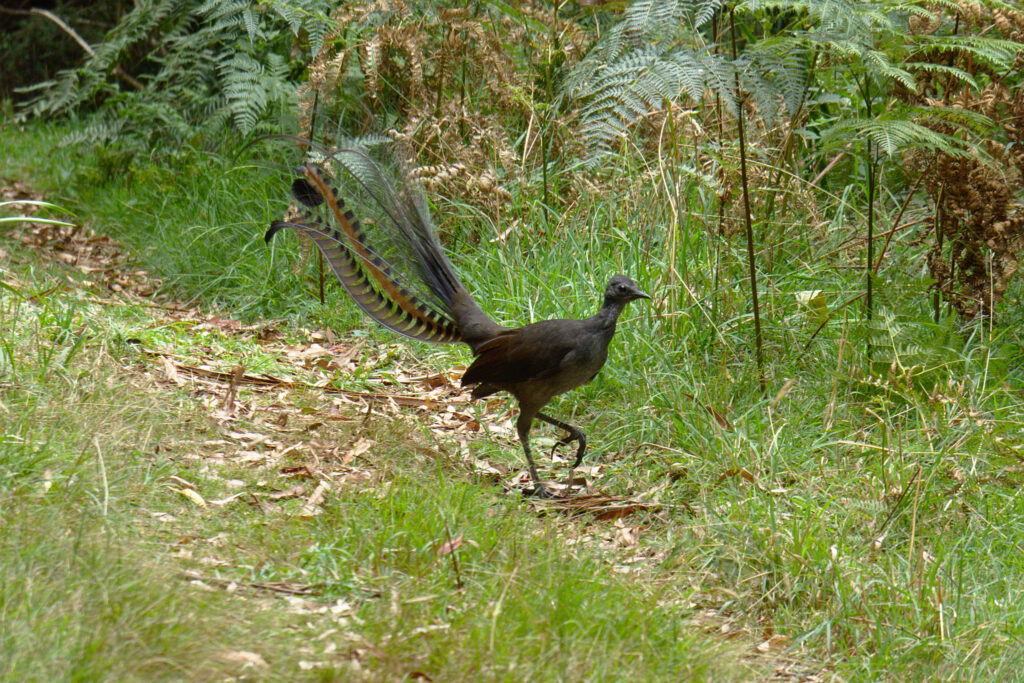A female Lyrebird walks gracefully through a forest setting.