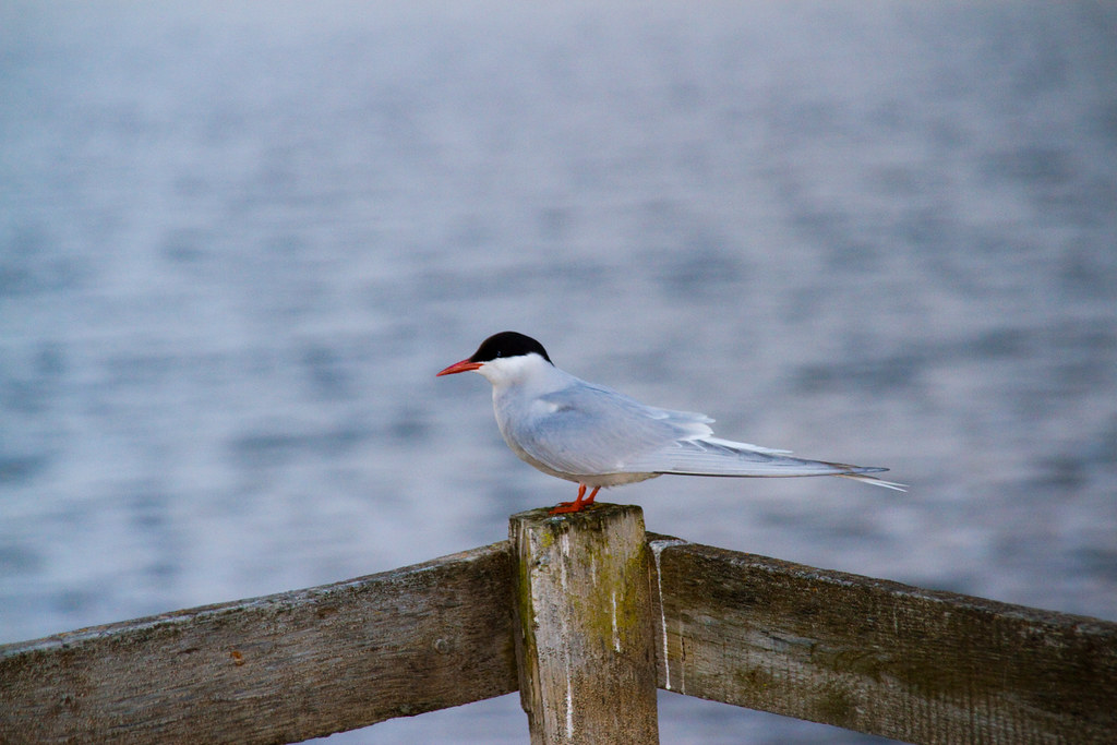 An Arctic Tern with a black cap and a red beak perches on a wooden post.