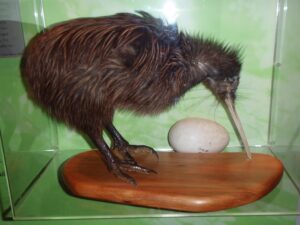 A kiwi bird standing next to an egg.