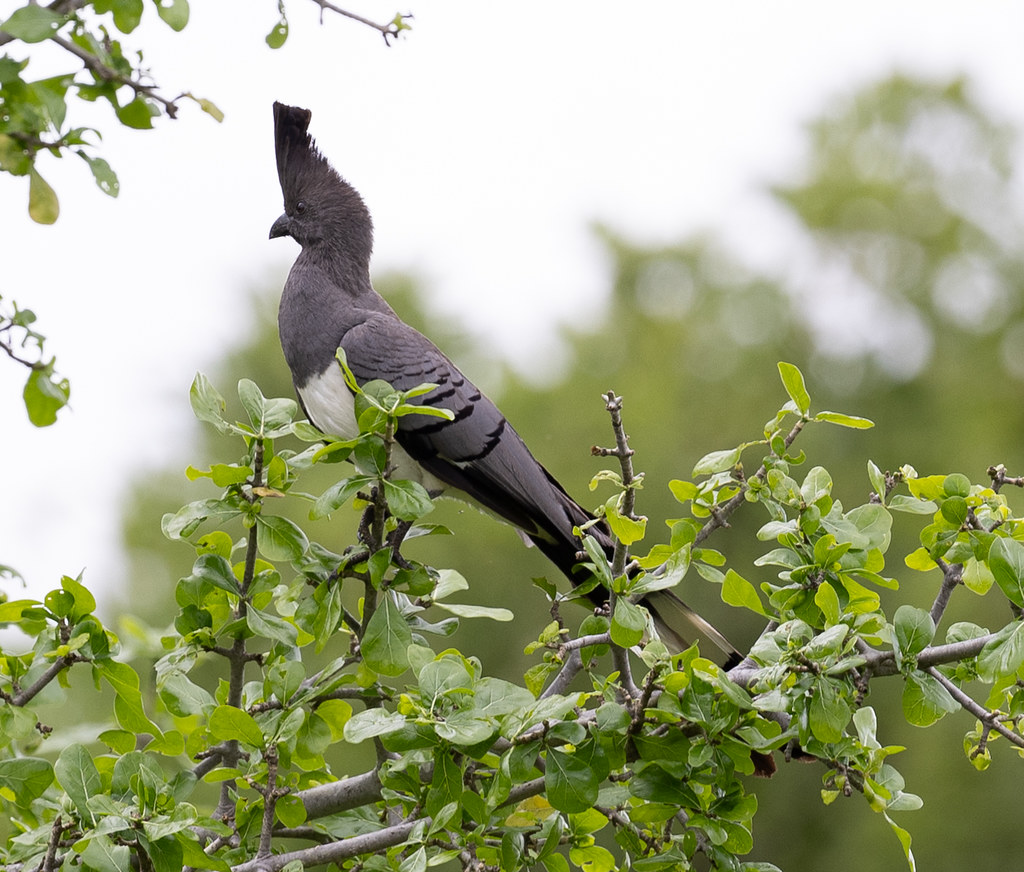 A White-bellied Go-away-bird looks to the right while perched on a branch.