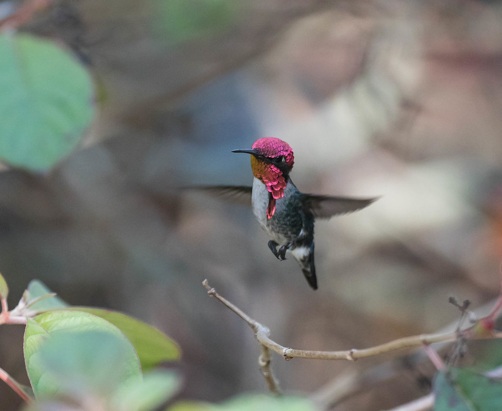 A colorful Bee Hummingbird perches on a branch.