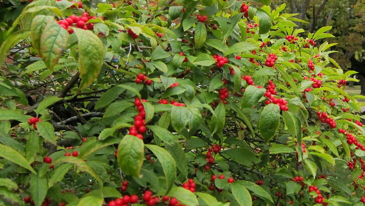 Winterberry Holly plant with bright red berries and green leaves