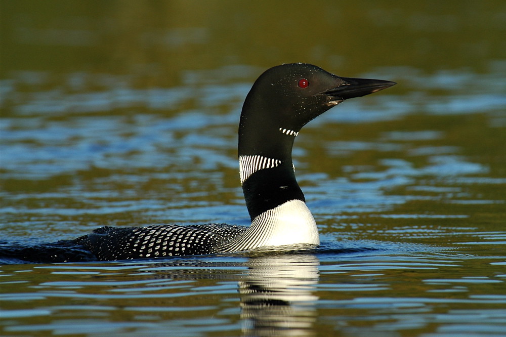 A Common Loon with black and white plumage swims in the water.