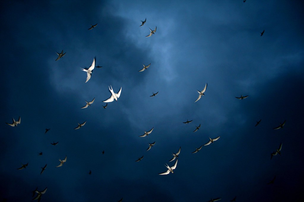 Arctic terns in flight against a dark sky.