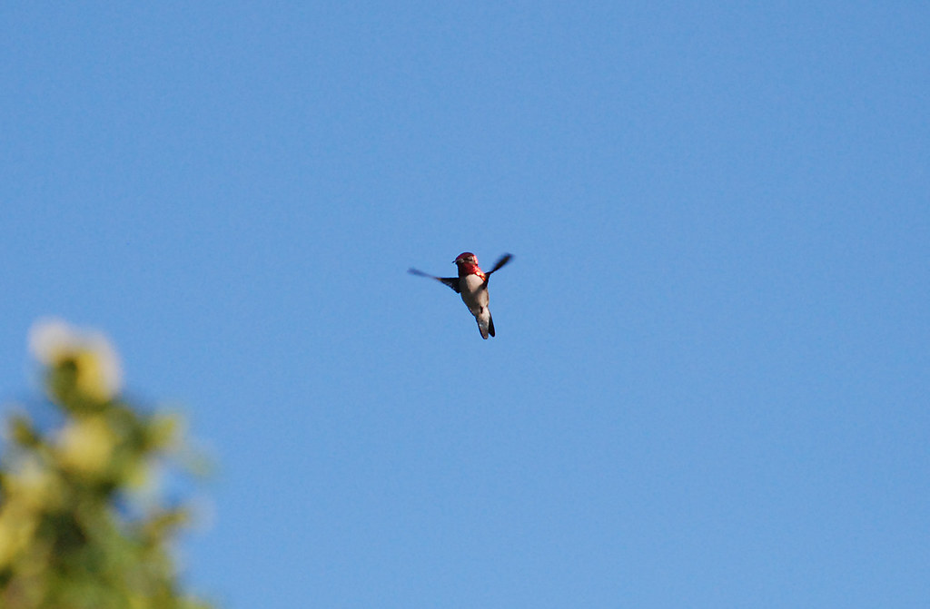 Bee Hummingbird flies under a clear blue sky, displaying its red throat.