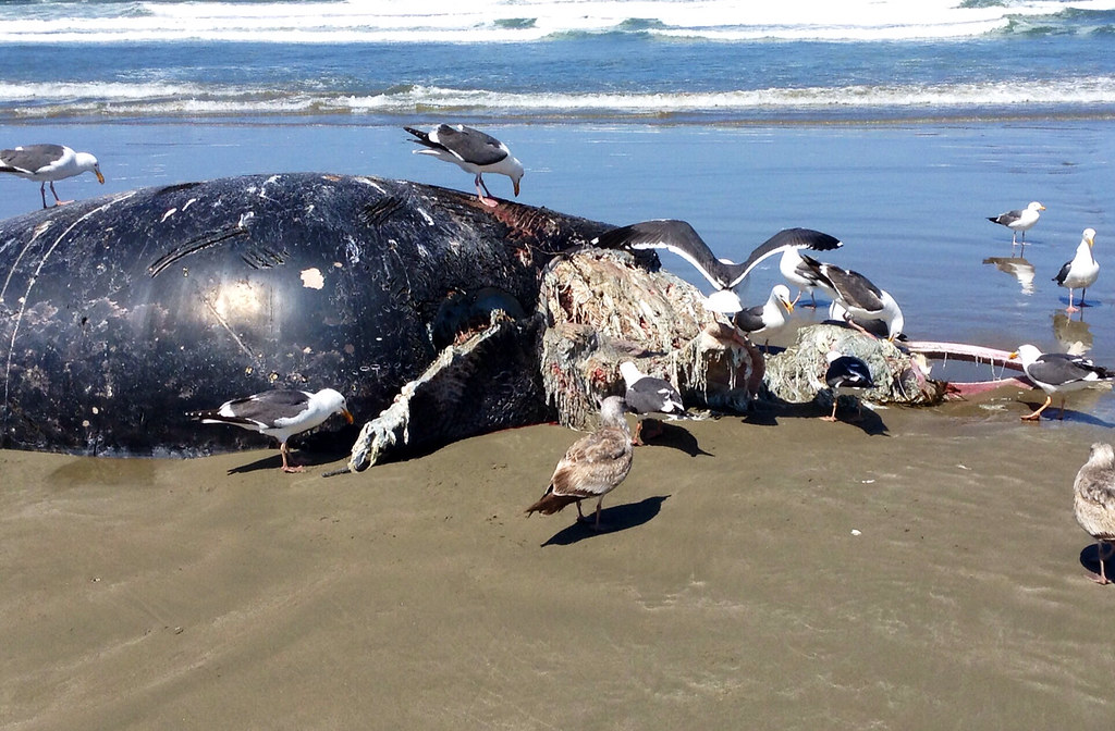 Gulls are gathered on a sandy beach.