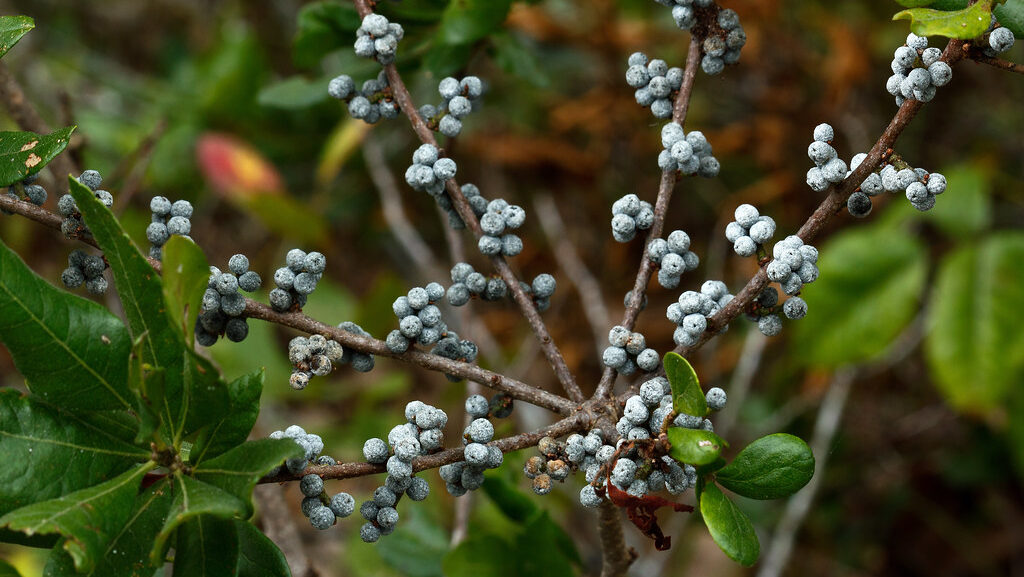 Northern Bayberry branches display clusters of small, grey berries among green leaves.