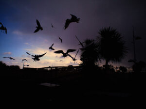 Birds in flight at dusk.