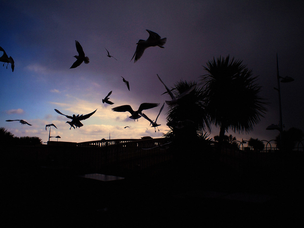 Birds in flight at dusk.