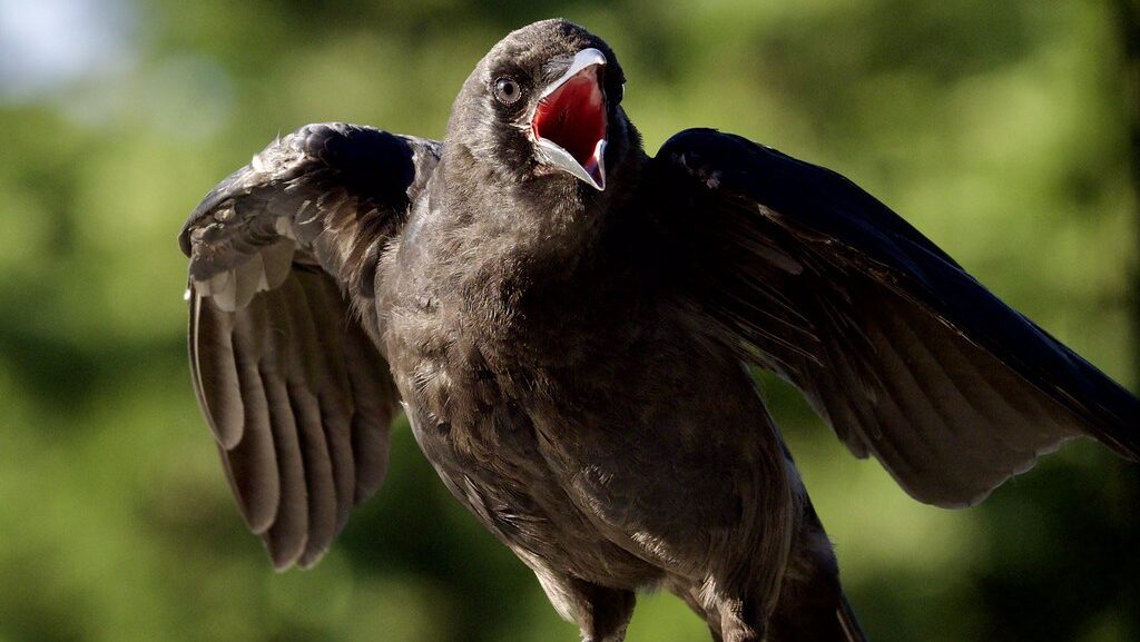 Crow perched on a railing, cawing loudly