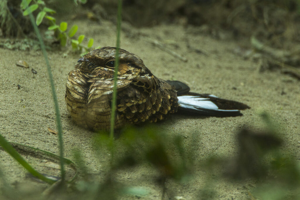 A nightjar rests on sand with black and white tail feathers visible.