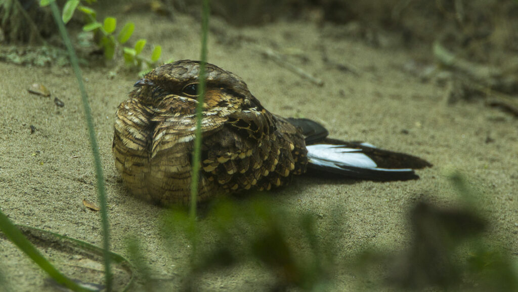 A nightjar rests on sand with black and white tail feathers visible.