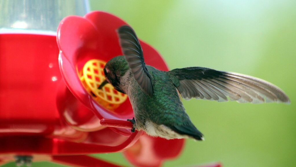 Back view of hummingbird feeding at red nectar feeder in garden