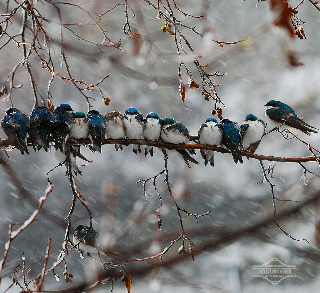 Barn swallows perch on a branch, keeping warm in the snowy weather.