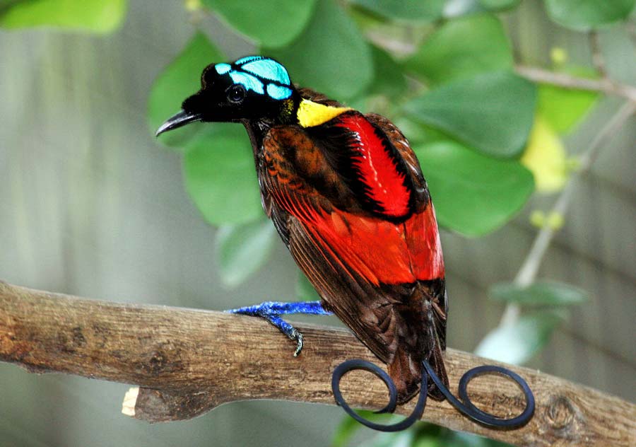A Wilson's bird-of-paradise with vibrant colors and curled tail feathers.