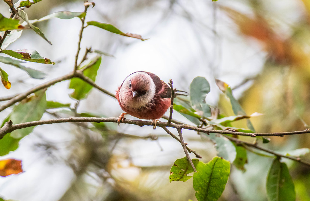 A Pink-headed Warbler displays its striking pink head and red body from a branch.