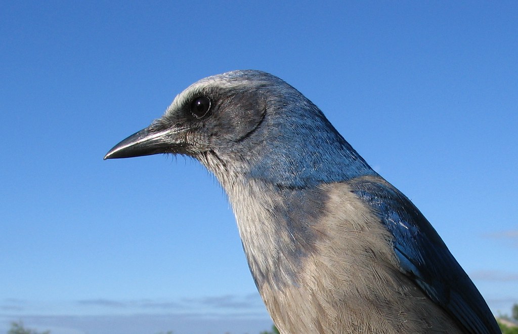 A Florida Scrub-Jay with a blue head and gray body against a blue sky.
