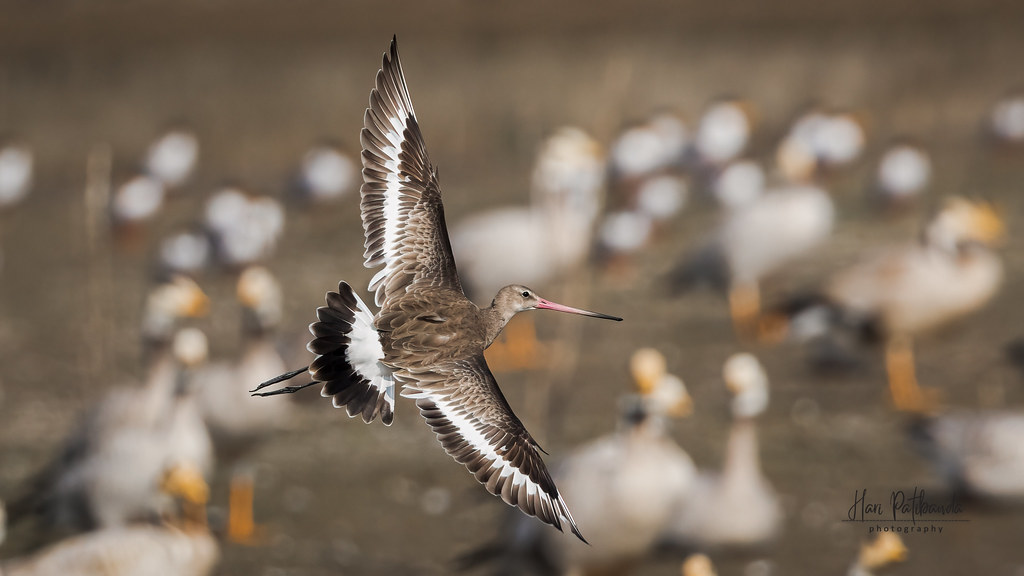 Bar-tailed Godwit flying with wings fully spread above a group of white birds.