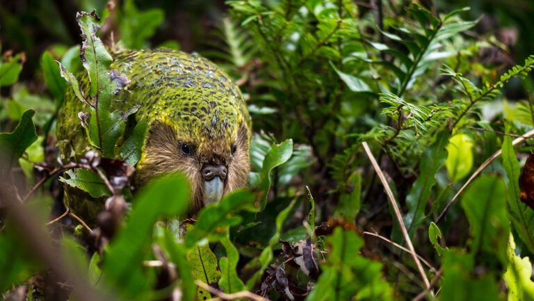 "Kakapo partially hidden behind green leaves in forest habitat